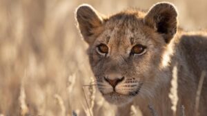 African Wilderness with Saleda Lodge