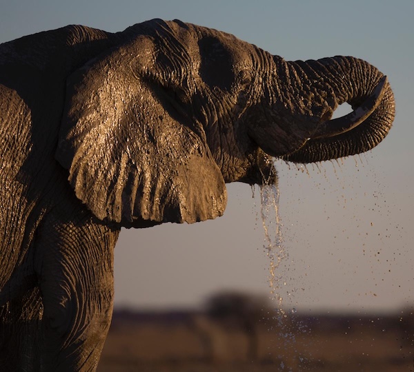 Discover the Untamed Beauty of the African Wilderness with Saleda Lodge
